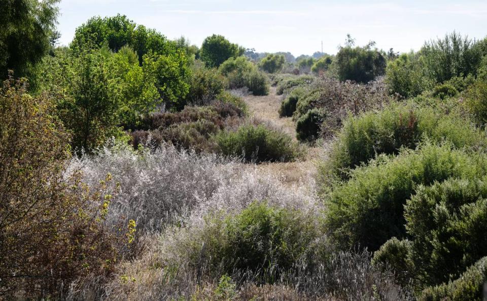 This habitat restoration plot was planted in 2014 at Dos Rios Ranch near Modesto, Calif., Tuesday, March 25, 2023.