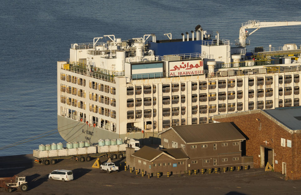 The 190-meter long (623 foot) Al Kuwait is a Kuwaiti-flagged livestock vessel seen docked with 19 000 cattle abroad in the harbour in Cape Town, South Africa, Tuesday, Feb. 20, 2024. Authorities had launched an investigation after a foul stench swept over the South African city, and found that it came from the ship. "This smell is indicative of the awful conditions the animals endure, having already spent two and a half weeks onboard, with a build-up of feces and ammonia," the SPCA said in a statement. (AP Photo/Nardus Engelbrecht)