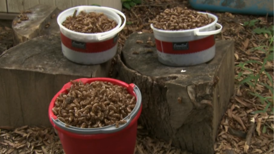 6-year-old Olivia began counting the cicadas in her backyard but quickly ran out of fingers — and buckets to collect their shells. / Credit: CBS News