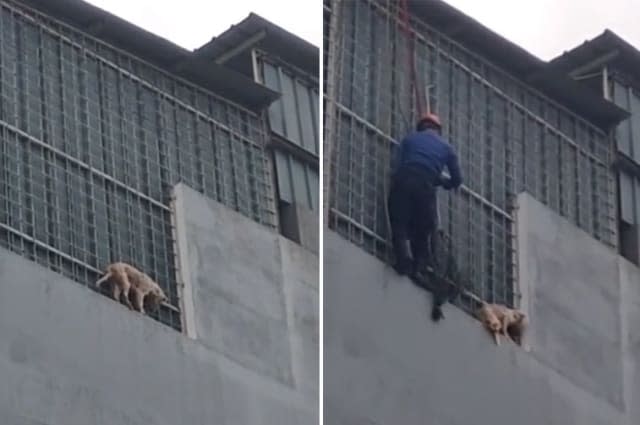 Indonesian firefighters rescue dog stranded on fourth floor ledge of residential building