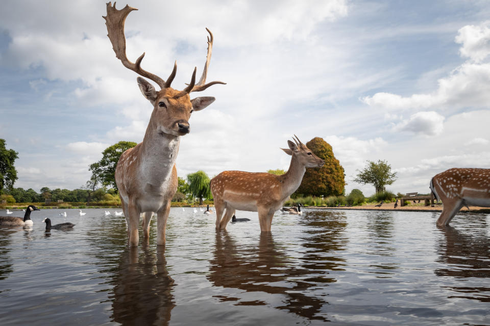 <p>Mittagspause für die Rehe aus dem Bushy Park in London. Auf dem Mittagsplan steht an diesem Tag anscheinend das Brot der Enten im nahe gelegenen Teich. Zwischen den Enten und Gänsen waten die Rehe entspannt durchs Wasser, auf der Suche nach ein paar weiteren Snacks. (Bild: Matthew Cattell/Mercury Press via Caters) </p>