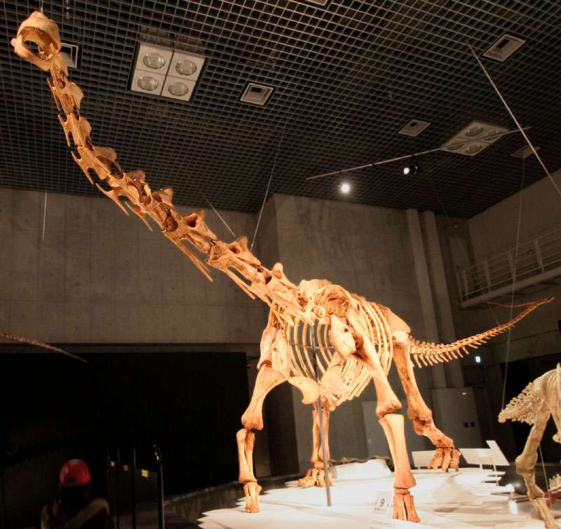 馬薩卡利神龍的骨架模型。（取自Wikipedia）