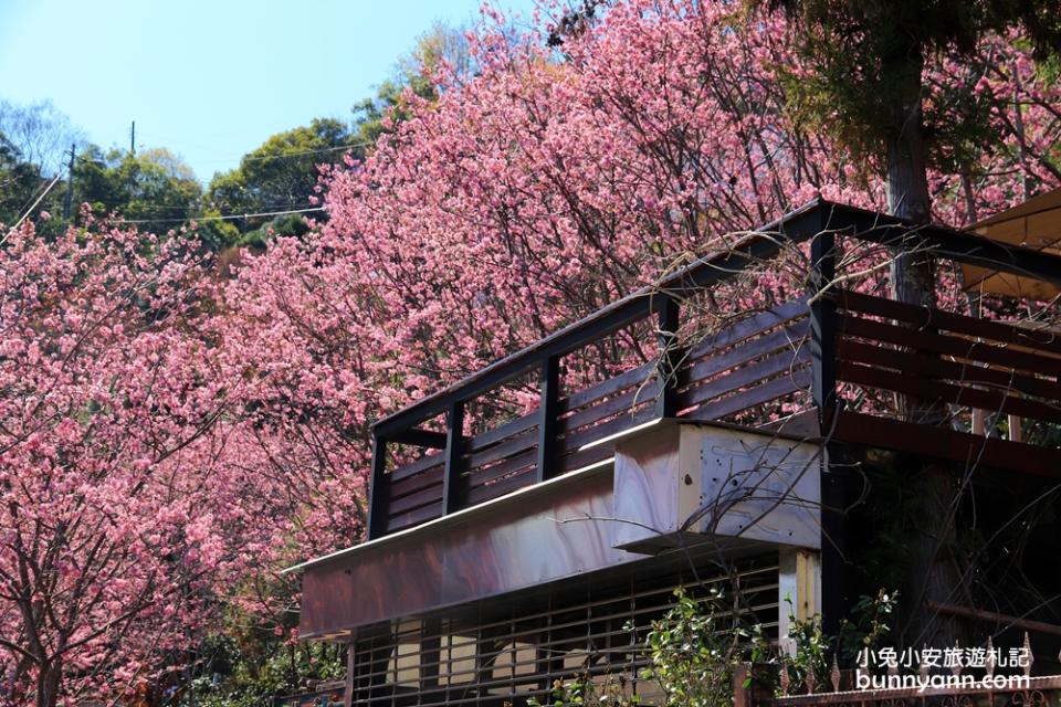 桃園｜中巴陵櫻木花道