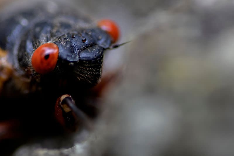 FILE PHOTO: The Wider Image: Getting up close with cicadas to find climate change clues