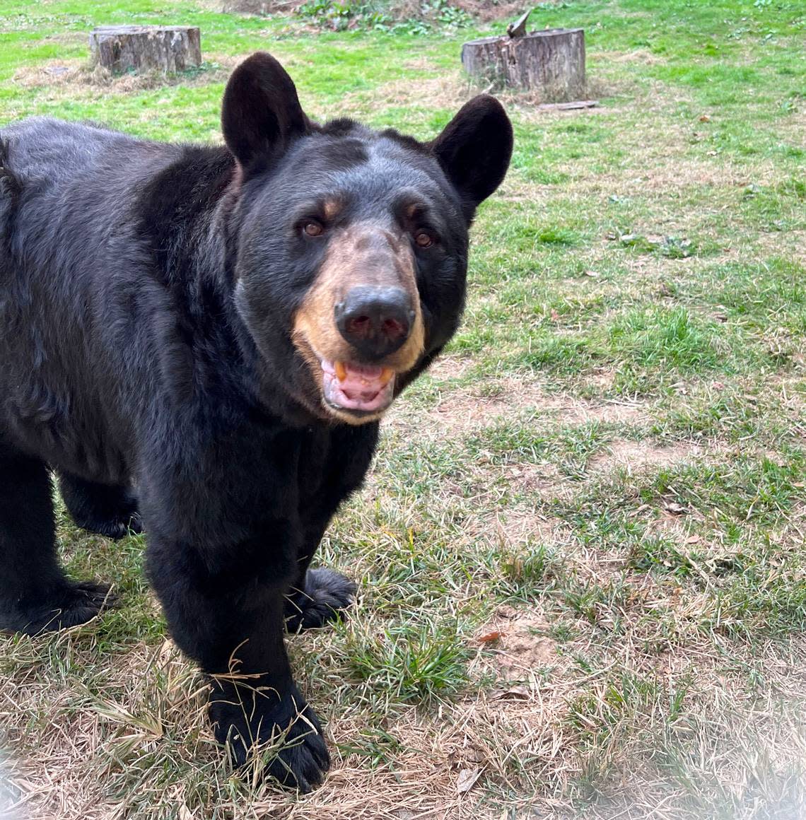 The Museum of Life and Science says Gus, an 18-year-old American black bear who has been part of the Durham museum since 2006, has died.