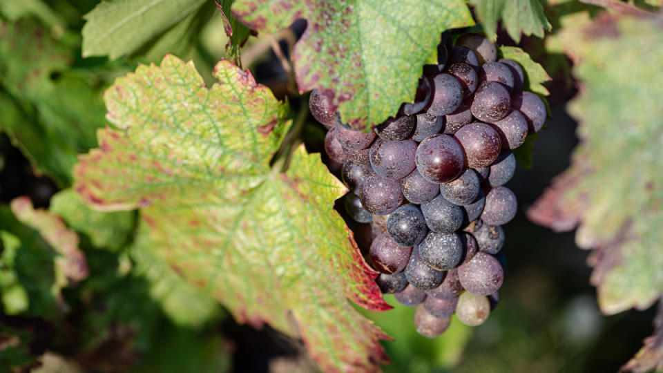 Gamay Grapes in Beaujolais