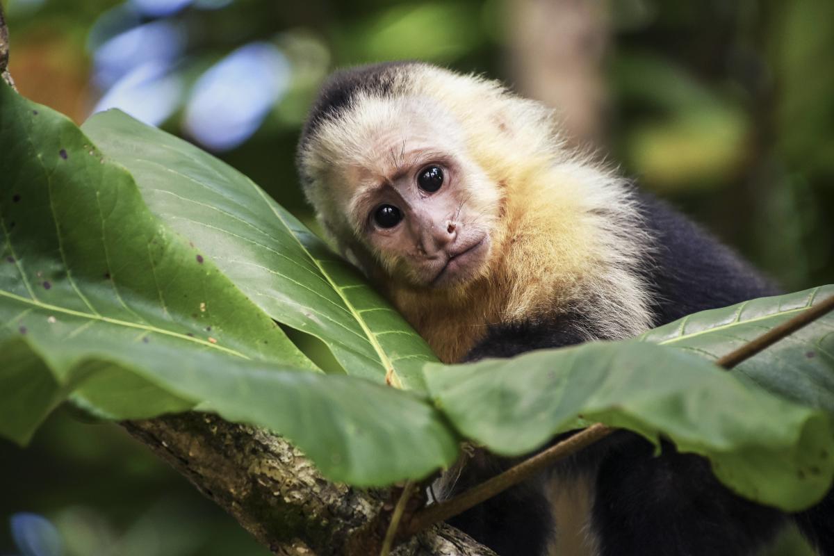 A Human-Monkey Embryo Has Been Created by Scientists, Nature and Wildlife