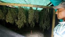 Jose Toconas, 45, shows the drying marijuana plants grown out at his home in the mountains of Tacueyo, Cauca, Colombia, February 10, 2016. Picture taken February 10, 2016. REUTERS /Jaime Saldarriaga