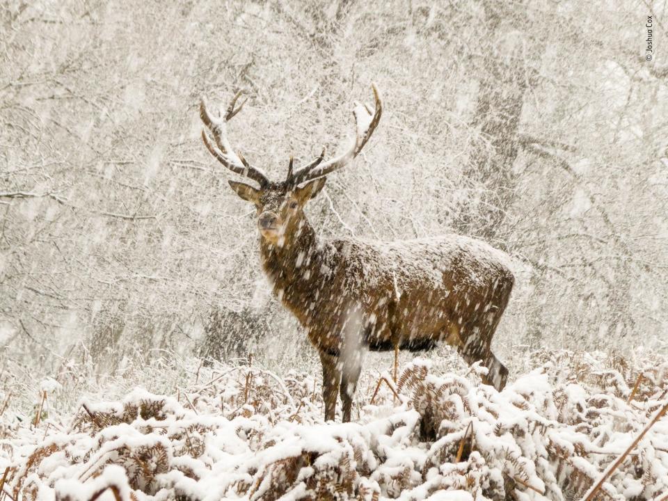A deer having a snow shower