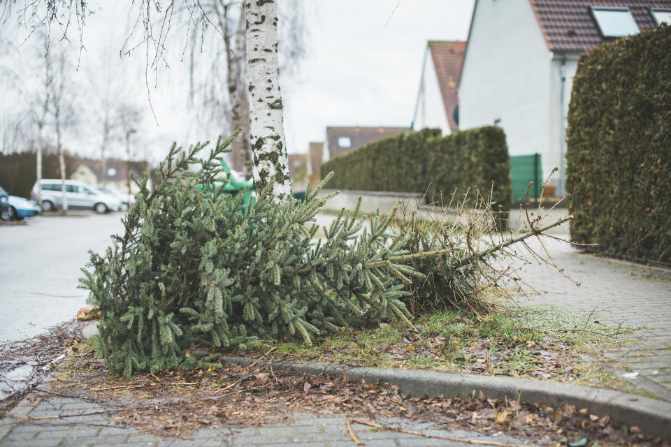 Nach Neujahr sammelt die Jugendfeuerwehr von Steinbach immer die ausrangierten Weihnachtsbäume ein. Die Bewohner und Bewohnerinnen bedanken sich dafür mit einer Spende. Foto: Symbolbild / gettyimages / Westend61