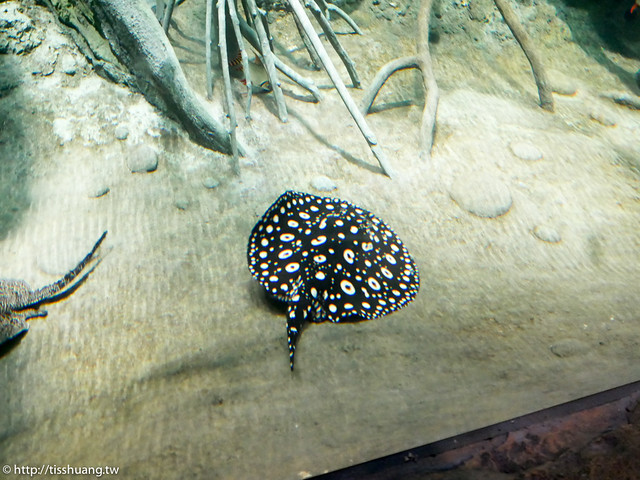 Xpark水族館-1620429