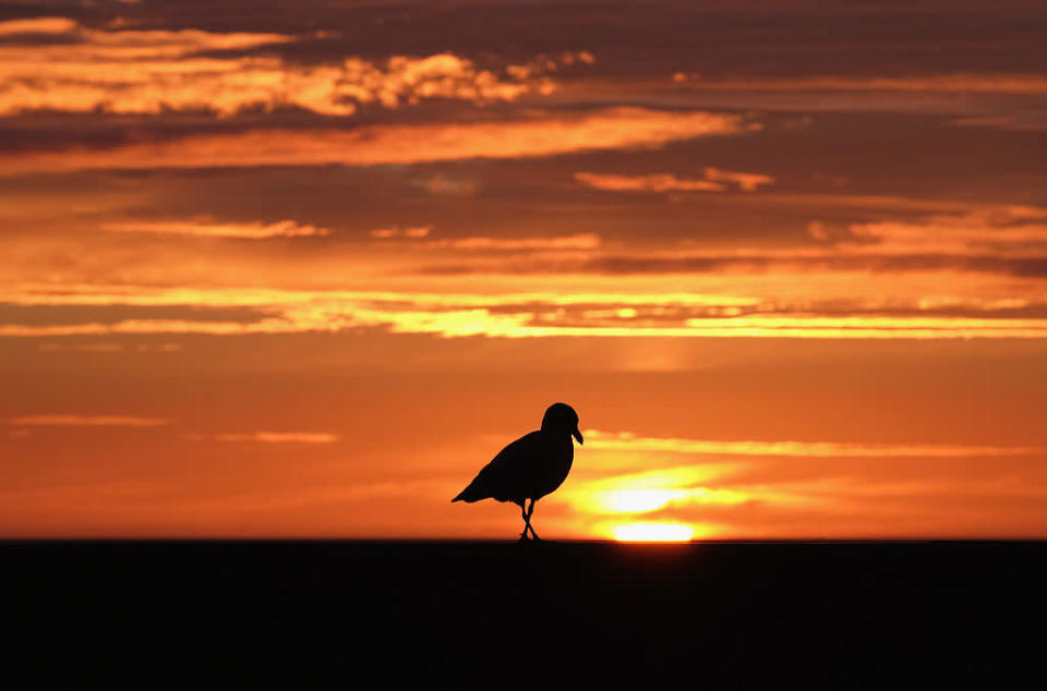 <p>A seagull stands on the seawall on Redcar seafront in Redcar, United Kingdom. One year on since the SSI steel making plant at Redcar was mothballed, the town continues to feel the impact following the closure and the local economy struggles with the loss of so many well paid jobs. (Photo: Getty Images)<br></p>