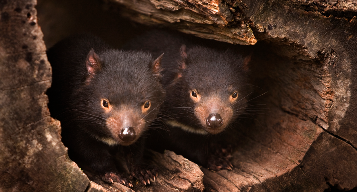 Facial tumours almost wiped out the Tasmanian devil. Source: Getty