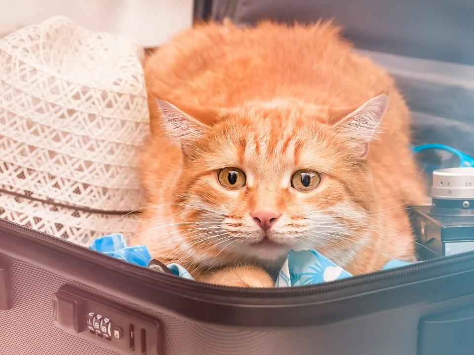 Orange cat in suitcase.