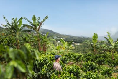 Five years after hurricanes Irma and María, Nespresso and TechnoServe announce that Puerto Rico’s coffee harvest is expected to return to pre-hurricane levels.