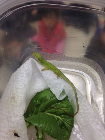 An anole lizard also known as an American chameleon that was found lying in a kindergarten student's salad greens at her Princeton, New Jersey home is shown in the classroom at Riverside Elementary School in Princeton, New Jersey in this handout picture taken January 22, 2016. REUTERS/Mark Eastburn/Handout via Reuters