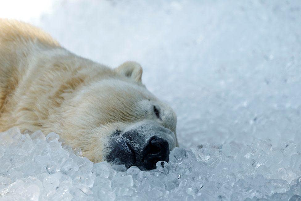 A polar bear rests on ice cubes at Prague Zoo