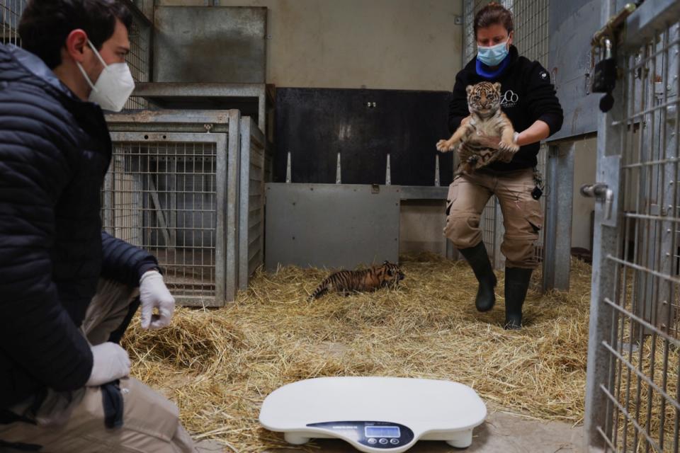 法國亞眠動物園悉心照料2隻蘇門答臘虎寶寶，每週做健康檢查。路透社