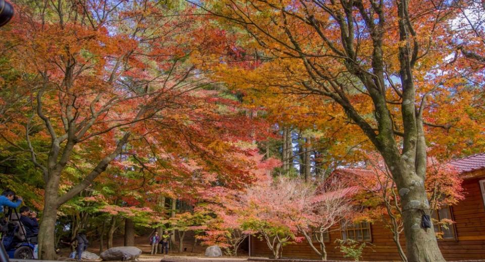 福壽山農場的滿園楓樹，是許多旅人的最愛。
