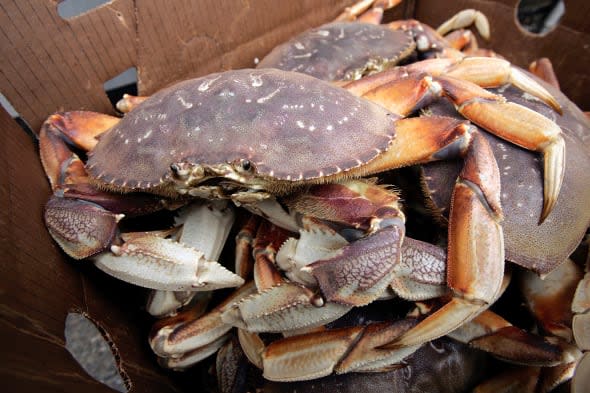 crabs escape on flight