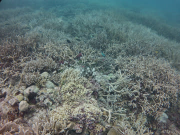 Before and After the Storm: The Impacts of Typhoon Bopha on Palauan Reefs