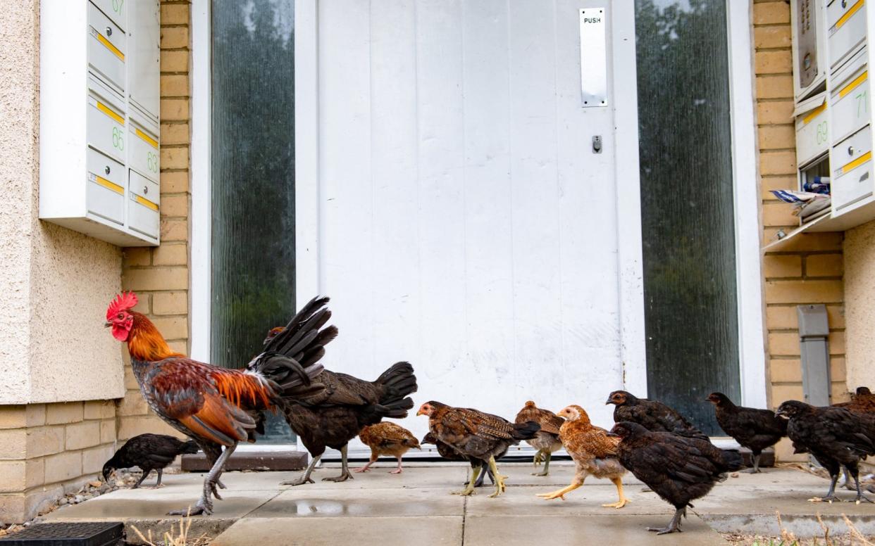 More than 200 feral chickens have run wild on an estate - James Linsell-Clark / SWNS.com