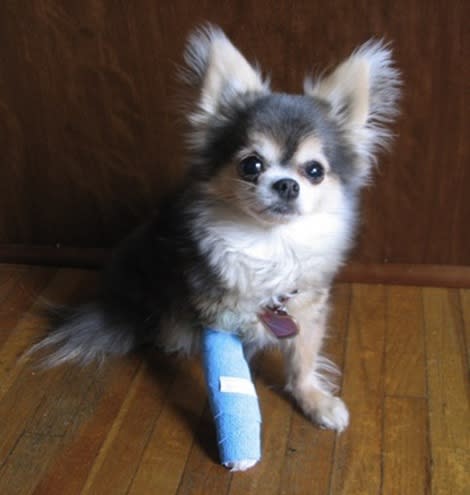 How to avoid costly vet bills