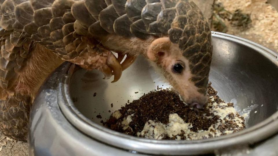 穿山甲「果寶」。（圖／台北市立動物園提供）