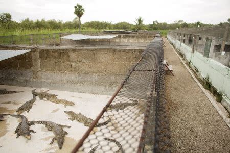 Crocodiles (Crocodylus rhombifer) lie in a hatchery at Zapata Swamp National Park, June 4, 2015. REUTERS/Alexandre Meneghini