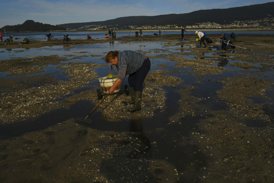 Clam diggers work in the lower estuary of Lourizan, Galicia, northern Spain, Monday, April 17, 2023. They fan out in groups, mostly women, plodding in rain boots across the soggy wet sands of the inlet, making the most of the low tide. These are the clam diggers, or as they call themselves, "the peasant farmers of the sea." (AP Photo/Alvaro Barrientos)