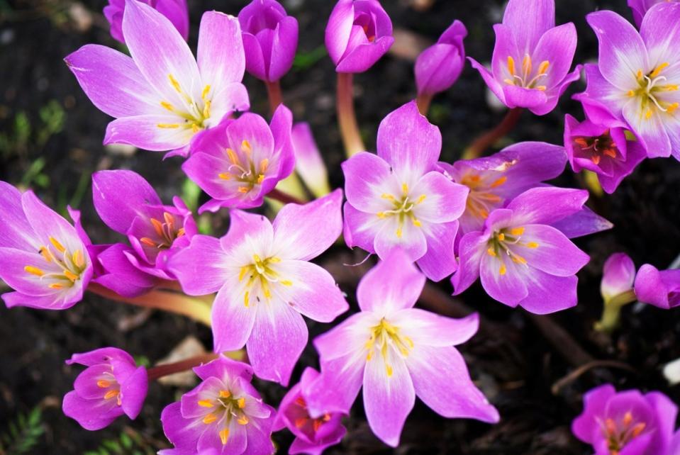 Purple crocus flowers