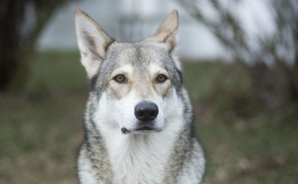 2) Saarloos Wolfdog