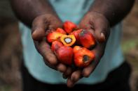 Worker holds palm oil fruits as he poses at a plantation in Slim River