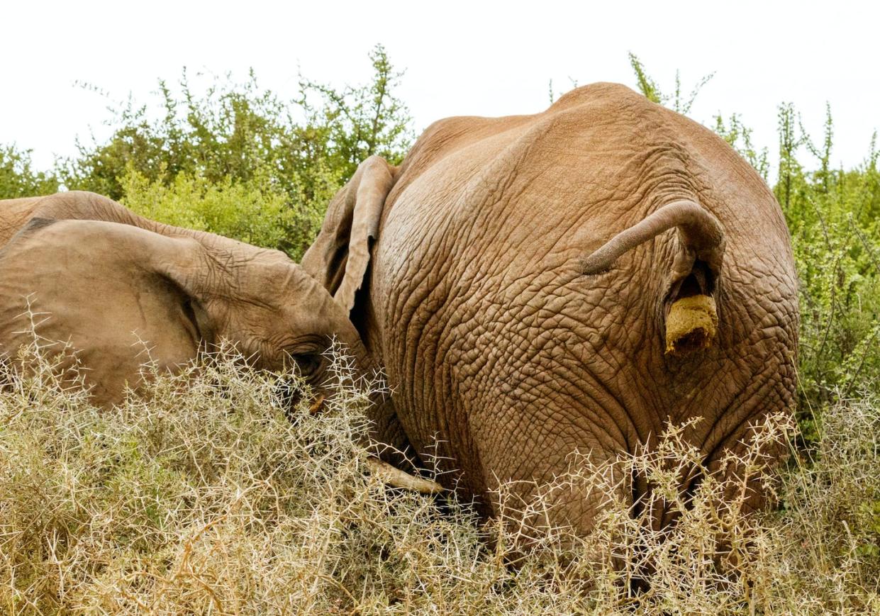 Defecation duration is surprisingly similar throughout the mammal world. <a href="https://www.shutterstock.com/image-photo/almost-done-pooping-african-bush-elephant-417852799" rel="nofollow noopener" target="_blank" data-ylk="slk:Elephant image via www.shutterstock.com.;elm:context_link;itc:0;sec:content-canvas" class="link ">Elephant image via www.shutterstock.com.</a>