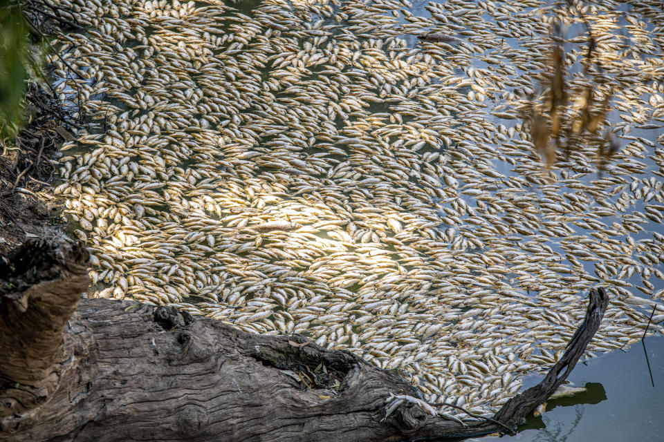 Thousands of dead fish that have washed along the Darling River at the Menindee lakes, in outback New South Wales, Australia, Sunday, March 19, 2023. The Department of Primary Industries in New South Wales state said the fish deaths coincided with a heat wave that put stress on a system that has experienced extreme conditions from wide-scale flooding. (Samara Anderson/AAP Image via AP)