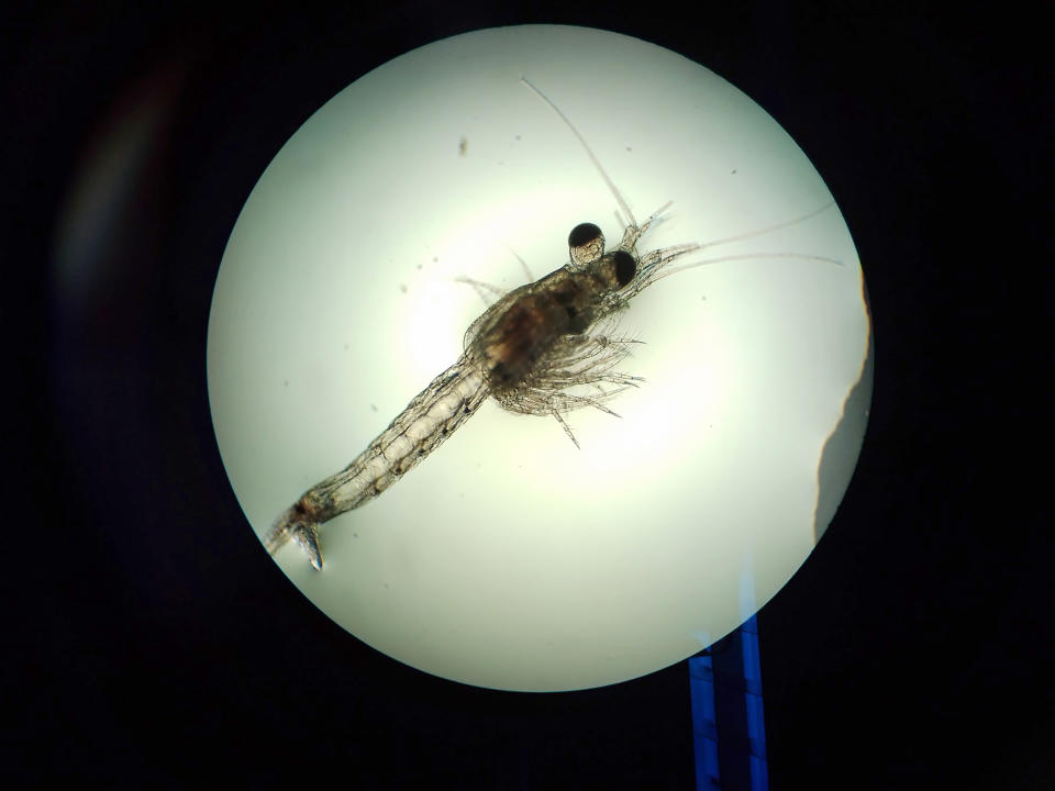 In this Feb. 19, 2020 photo, a tiny mysid shrimp is seen under a microscope at a research lab at Oregon State University. Scientists are finding "microplastics" - incredibly tiny bits of broken-down plastic smaller than a fraction of a grain of rice - everywhere in the environment, from ocean water to inside the guts of fish and even mixed in with the poop of sea otters and giant killer whales. Dozens of scientists from around the U.S. West will attend a gathering this week in Bremerton, Wash., to better focus the research on the environmental threat. (Oregon State University via AP)