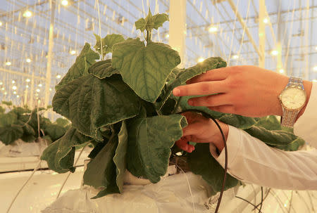 An employee shows a cucumber sprout at a greenhouse of a farm, owned by UMMC-Agro company, in Verkhnyaya Pyshma in Sverdlovsk region, Russia November 22, 2017. REUTERS/Diana Asonova/Files