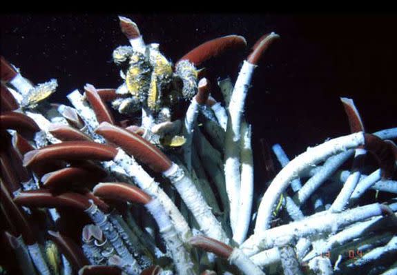 Tubeworms living off of vents 8,200 feet beneath the eastern Pacific Ocean.