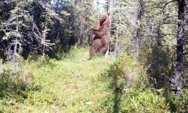 giant grizzly bear