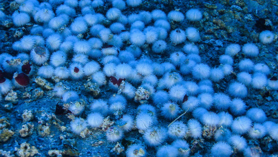 綠色和平船艦「希望號」於2017年展開亞馬遜珊瑚礁研究之旅，見證水底豐富生態，包括圖中的「白海膽」（white sea urchins）。