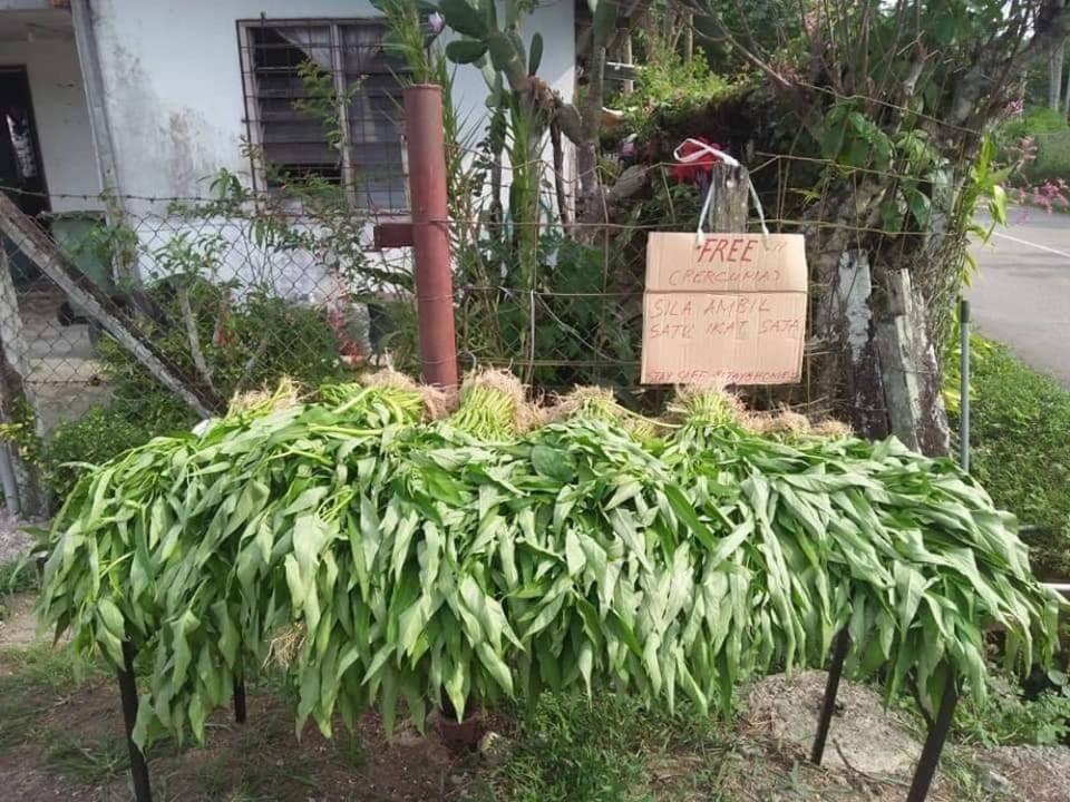 The farmers decided to share their harvests with their neighbours as Malaysia weathers tough times under the MCO. — Picture from Facebook/Fadzil Haji Aziz