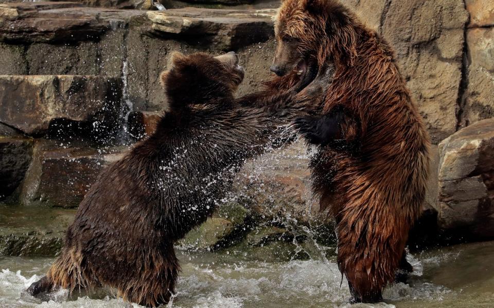 n this Thursday, Jan. 17, 2019, file photo, bears frolic at the Oakland Zoo in Oakland, Calif. The Oakland Zoo zoo is vaccinating its large cats, bears and ferrets against the coronavirus using an experimental vaccine being donated to zoos, sanctuaries and conservatories across the country. - AP