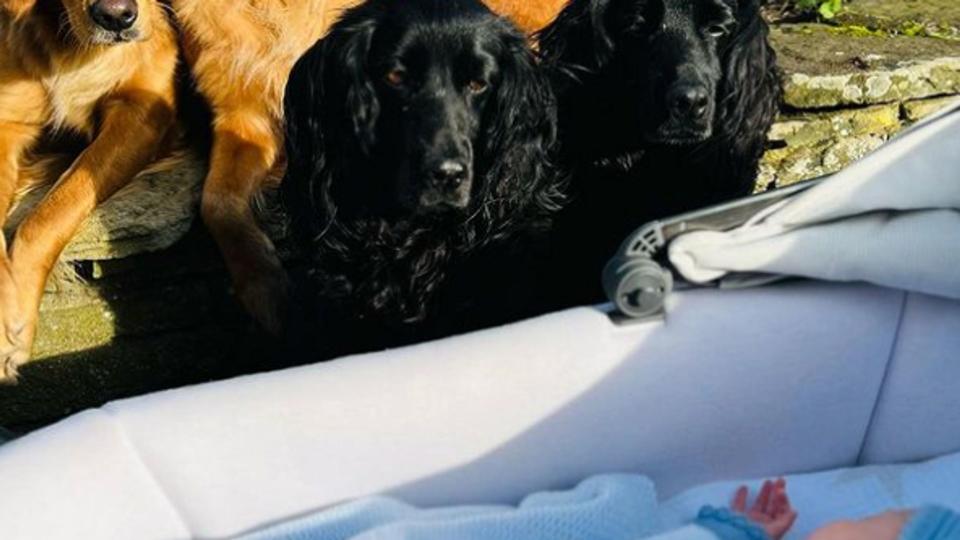 Four dogs watching over a baby in a pram