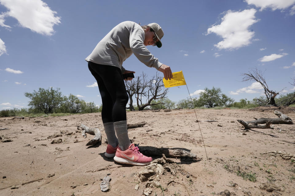 Ashley Williams Watt looks at a flag Friday, July 9, 2021, near Crane, Texas, marking a spot where soil samples were taken at her ranch by one of the biggest spills she's found. She calls it the "elephant graveyard," named for a barren wasteland in the movie "The Lion King." Rather than hulking animal bones, her version of the graveyard contains the blackened skeletons of mesquite trees. The sand there is dark and reeks of oil. (AP Photo/Eric Gay)