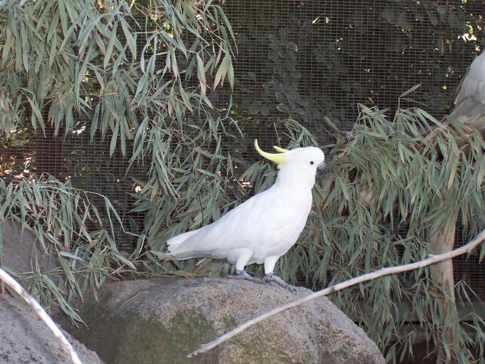 A Lesser Sulphur Crested Cockatoo was stolen from the Fresno Chaffee Zoo in California on Sunday morning, according to zoo officials.