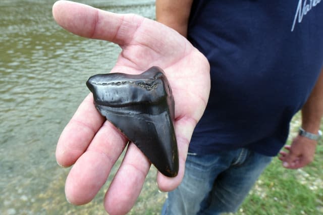 Man finds 16-million-year-old tooth of giant Megalodon Shark