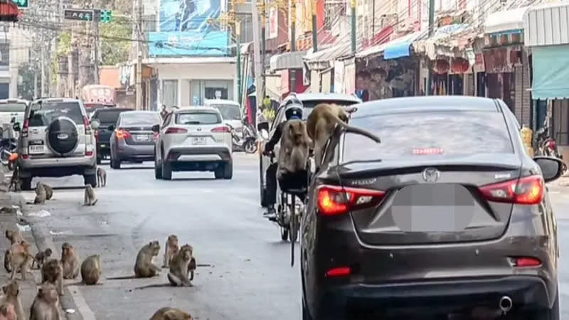 ▲泰國華富里府的猴患，已為當地帶來生活和經濟上的危機。（圖／翻攝自每日郵報）