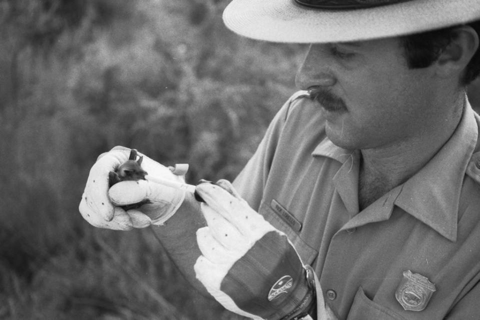 Rick LoBello feeds a Mexican long-nosed bat with a dropper, while working as a park ranger at Big Bend in the 1980s. LoBello is now the El Paso Zoo's education curator.