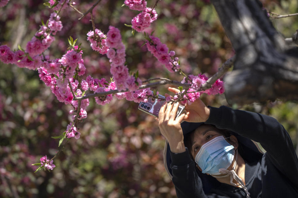 A woman wearing a face mask takes a photo of blossoming trees at a public park in Beijing, Thursday, April 14, 2022. (AP Photo/Mark Schiefelbein)