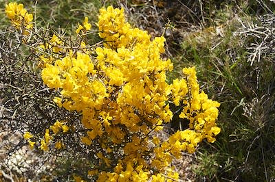 Ollaga (<em>Genista scorpius</em>). <a href="https://commons.wikimedia.org/wiki/File:Aliaga_en_flor_-_panoramio.jpg" rel="nofollow noopener" target="_blank" data-ylk="slk:José Ibáñez / Wikimedia Commons;elm:context_link;itc:0;sec:content-canvas" class="link ">José Ibáñez / Wikimedia Commons</a>, <a href="http://creativecommons.org/licenses/by/4.0/" rel="nofollow noopener" target="_blank" data-ylk="slk:CC BY;elm:context_link;itc:0;sec:content-canvas" class="link ">CC BY</a>